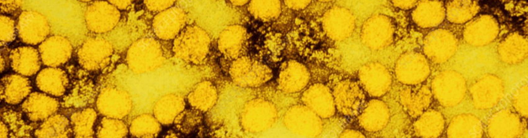 Yellow fever virus by CDC
